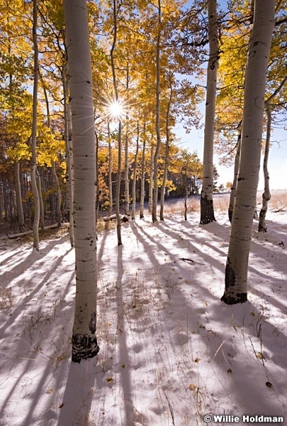 Aspen snow 0100513 8394