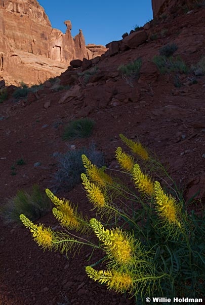 Yellow Flowers Arches 053011 9797