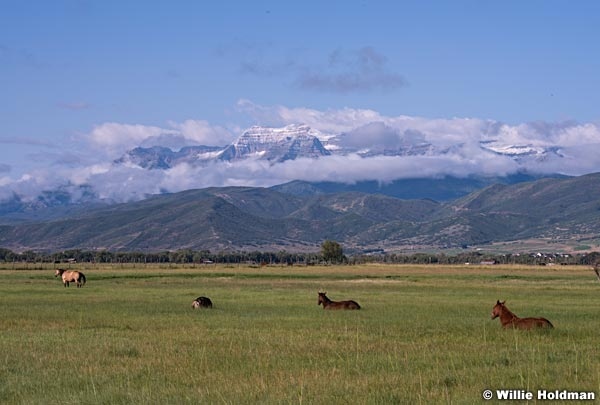 Timpanogos Heber IHorses 082215 4348