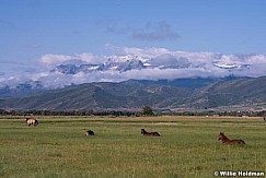 Timpanogos Heber IHorses 082215 4348