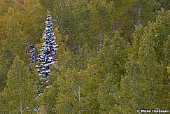 Lone Pine Aspens 100413 8109