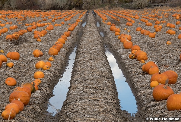Pumpkins and Road 111221 5429 2