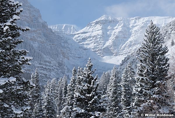 Timpanogos Winter Pines 123015 1894 4
