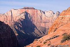 Bighorn Sheep Zion 110613 0627