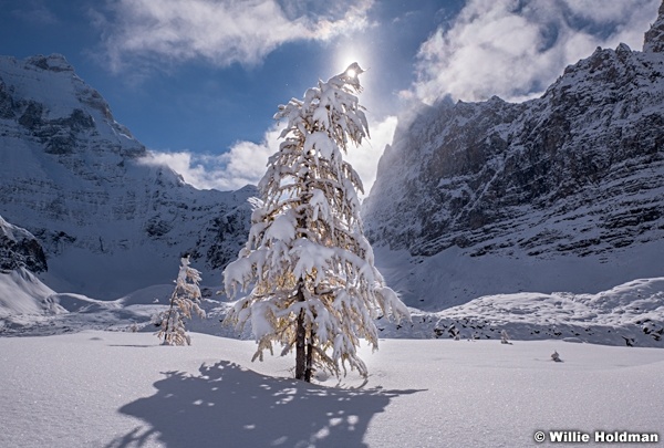 Snow Coverd Larch 100318 7468