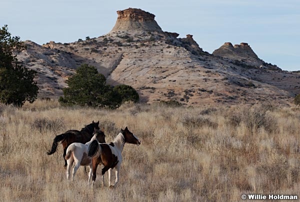 SanRafaelhorses102810 8125
