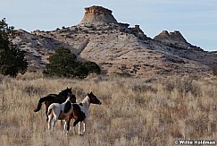 SanRafaelhorses102810 8125