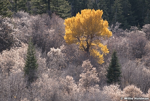 Lone Yellow Cottonwood 110221 1783 5