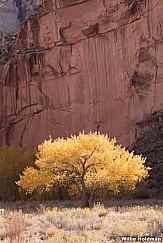 Yellow Cottonwood Capitol Reef 102819 3497 3