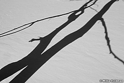 ShadowtreesBW1101710 30