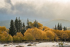 Boulder Yellow Aspens 100123 3