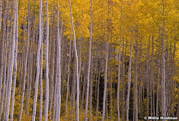 Yellow Aspens autumn 0365
