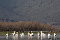 Pelicans042709 27172