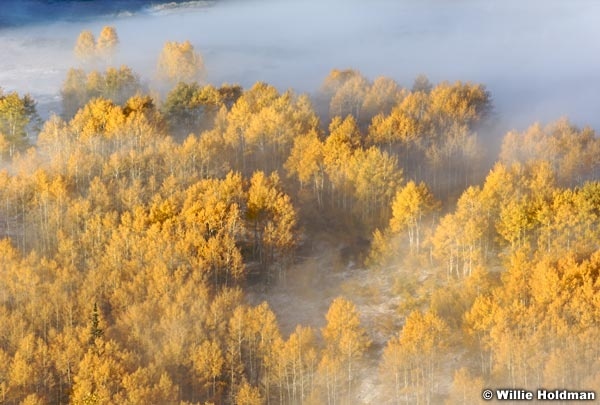 yellowaspenfog093007 1096