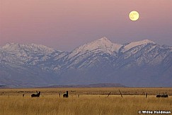 D1105horsesandmoon