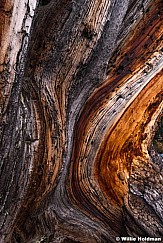 Bristle Cone Pine Detail 091419 8198 3