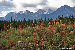 banffwildflowerslake louise