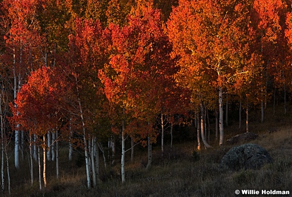 Red Boulder Aspens 100616 2027 4 1