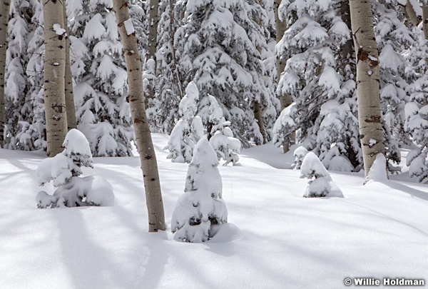 Deer Valley Aspens 040913 7630