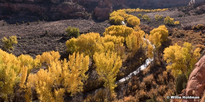 Cottonwood Train Escalante