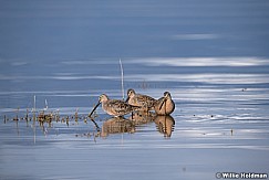 Curlew Utah Lake 042320 8850