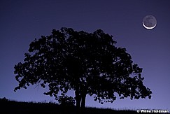 Lone Oak Tree Crescent moon 092619 1946 2 2