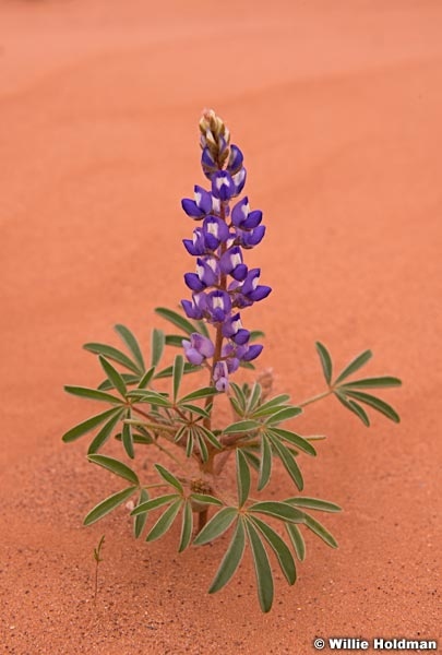 Purple Lupine SanRafael 050914 9560