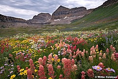 Timpanogos Wildflowers Many F 072018 36698 3