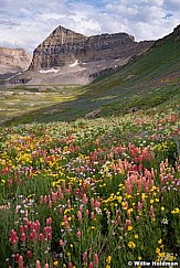 Timpanogos Wildflowers Many vert 072018 3872