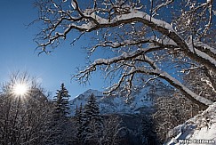 Timpanogos Scrub Oak 010617 9723 2