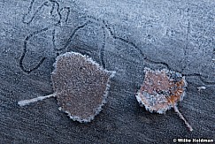 Frostyaspenleaf100911 373