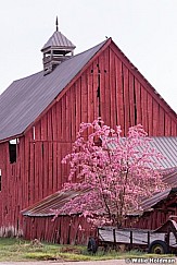 Bonner Red Barn Blossoms 042415 7551