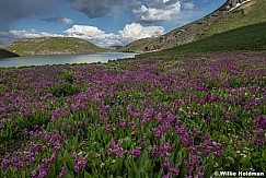Colorado Wildflowers 071025 8824