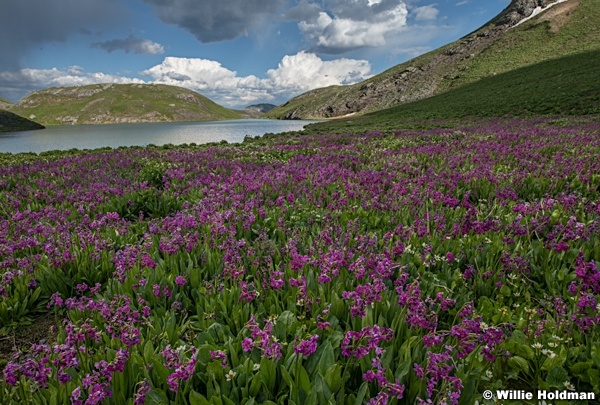 Colorado Wildflowers 071025 8824
