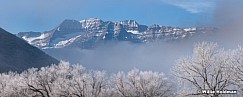 Timpanogos Frosty Trees pan 2017