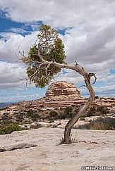 Juniper Framing Butte 050321 5698