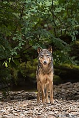 Wolf Family Alpha 081616 1657
