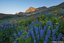 Timpanogos Wildflowers 080116 7039