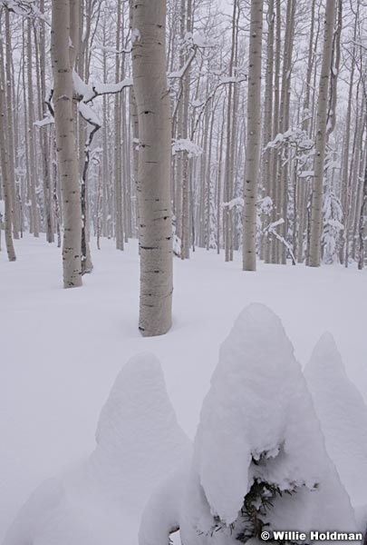 Aspen Grove Small Pines 031319 9986