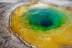 yellowstonemorningglory
