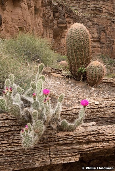 Barrel Cactus Grand Canyon 042417 7321