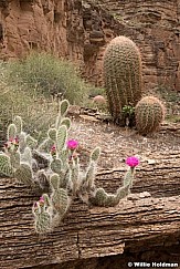 Barrel Cactus Grand Canyon 042417 7321