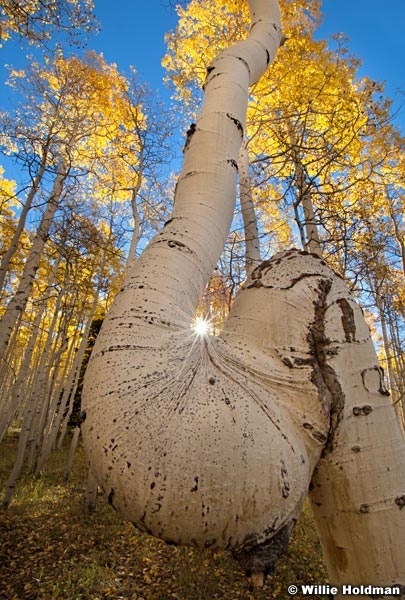 Aspencurve092810a