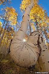 Aspencurve092810a