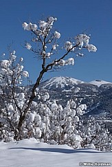 Deer Valley Snow 060913 060913 7971