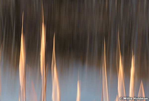 Cattail Abstract 110521 2392 3