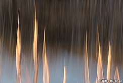 Cattail Abstract 110521 2392 3