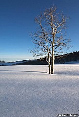 Loneaspen031109 15219