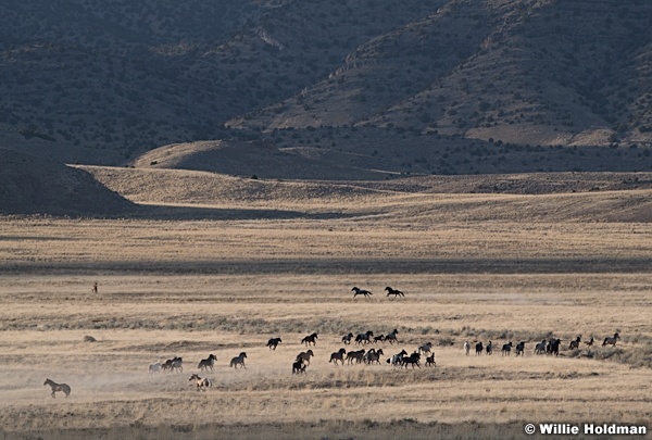 Wild Horses West Desert 042020 5778 2