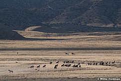 Wild Horses West Desert 042020 5778 2